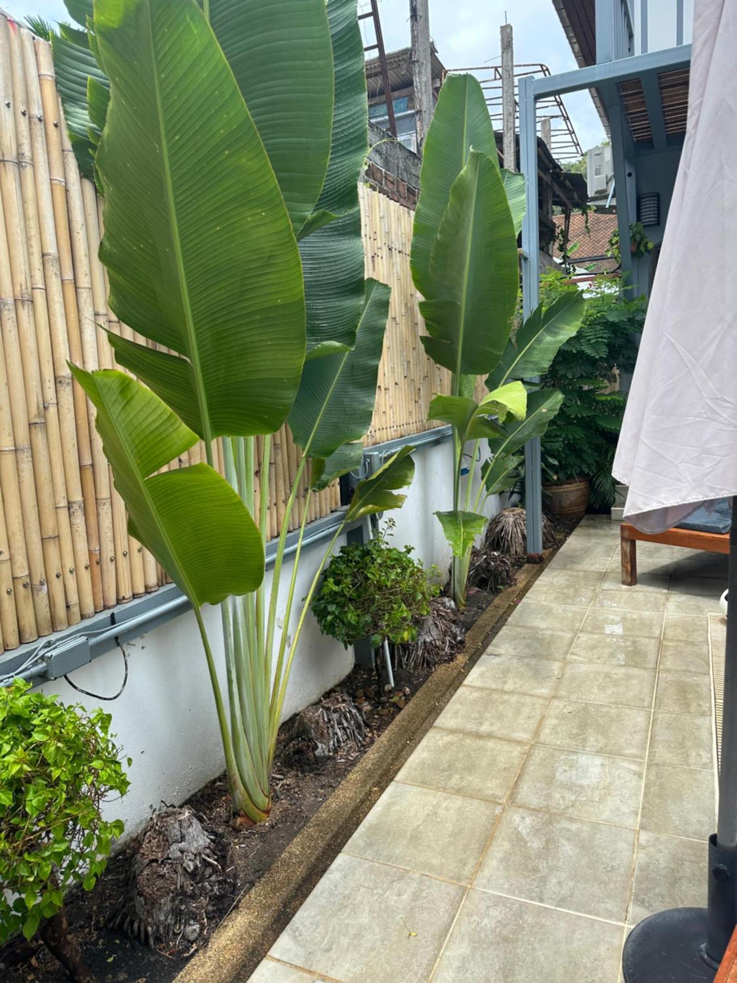 לינה וארוחת בוקר באן למי Friends Of Koh Samui 1 מראה חיצוני תמונה